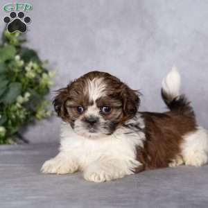 Cupcake (Tiny), Shih Tzu Puppy